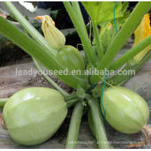 SQ08 Yuzhu sementes de abóbora para o plantio, diferentes tipos de sementes de abóbora
